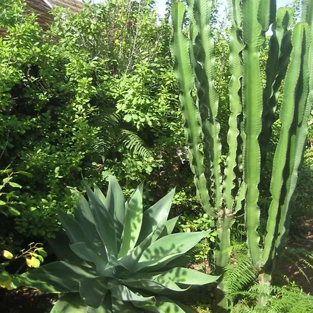 Feriehus Finca Los Corrales