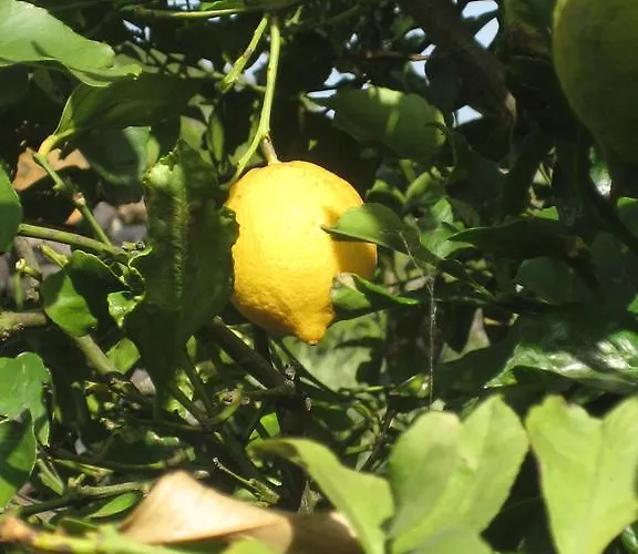 Finca Los Corrales בית נופש *