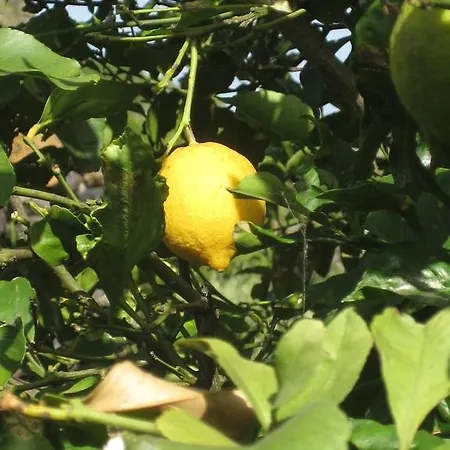 Finca Los Corrales Nyaraló *